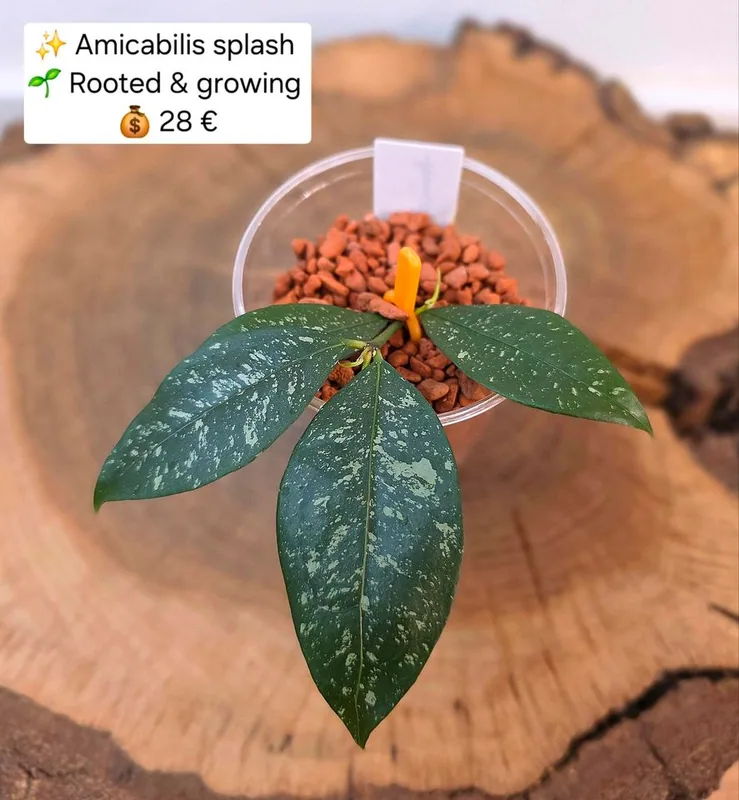 Hoya amicabilis (Splash), Bewurzelte Pflanze