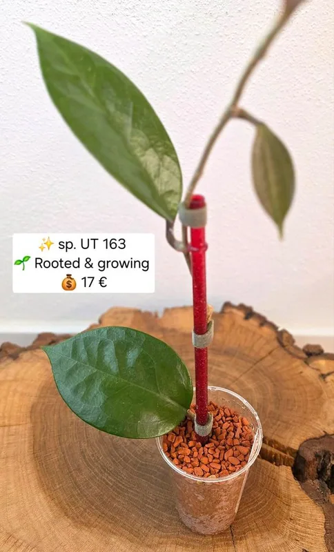 Hoya sp. UT 163, Bewurzelte Pflanze