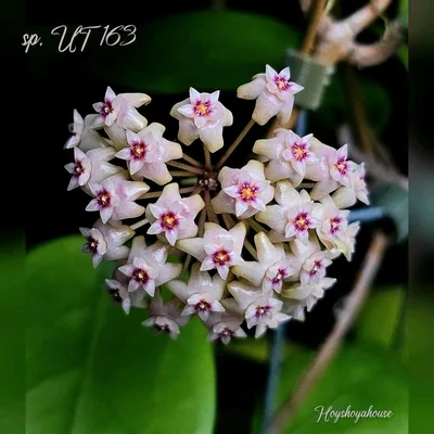 Hoya sp. UT 163, Bewurzelte Pflanze