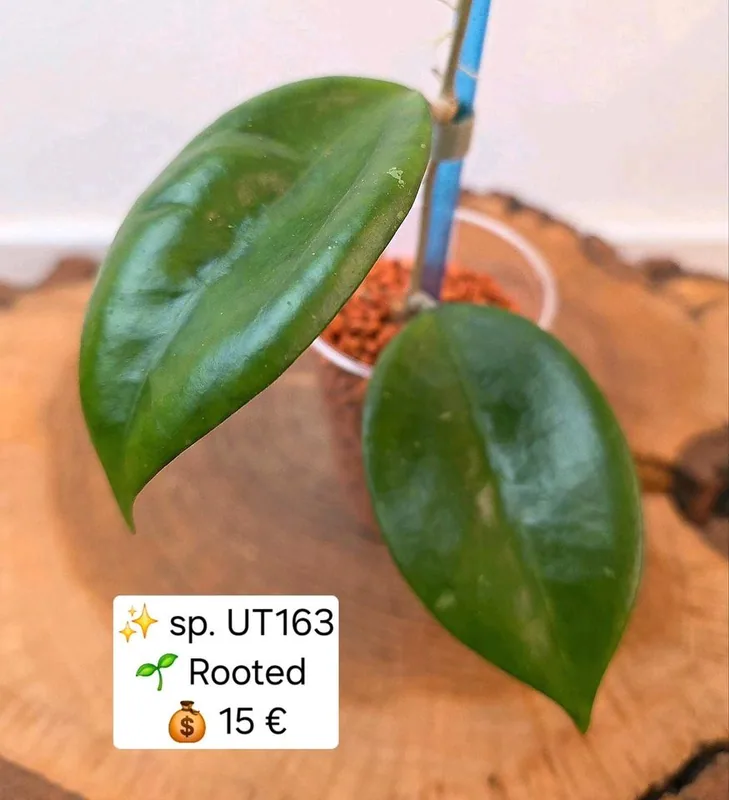 Hoya sp. UT 163, Bewurzelte Pflanze