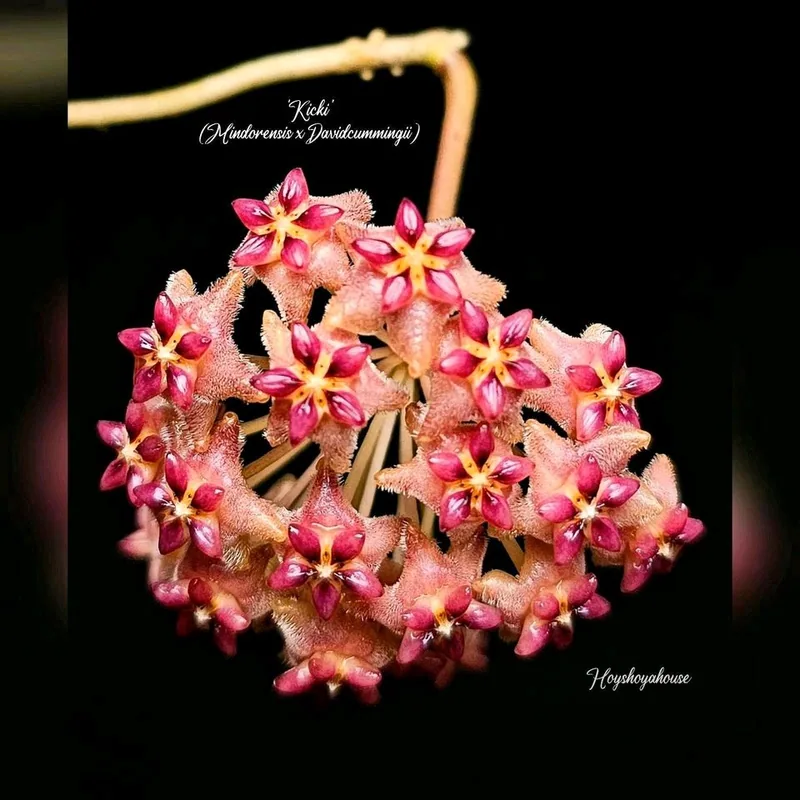 Hoya 'Kicki' (Mindorensis x Davidcummingii), Bewurzelte Pflanze