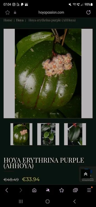 Hoya erythrina Purple, Bewurzelte Pflanze