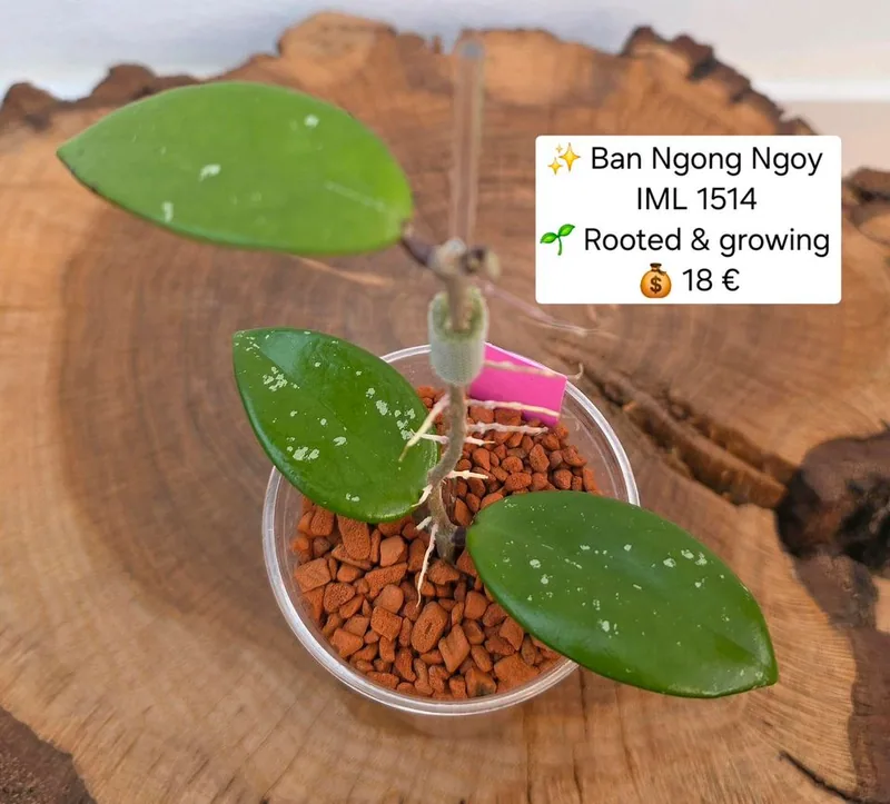Hoya sp. BAN Ngong Ngoy IML 1514, Bewurzelte Pflanze
