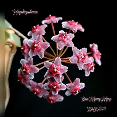 Hoya sp. BAN Ngong Ngoy IML 1514, Bewurzelte Pflanze