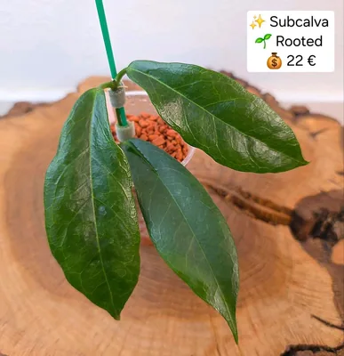 Hoya subcalva IML 404, Bewurzelte Pflanze
