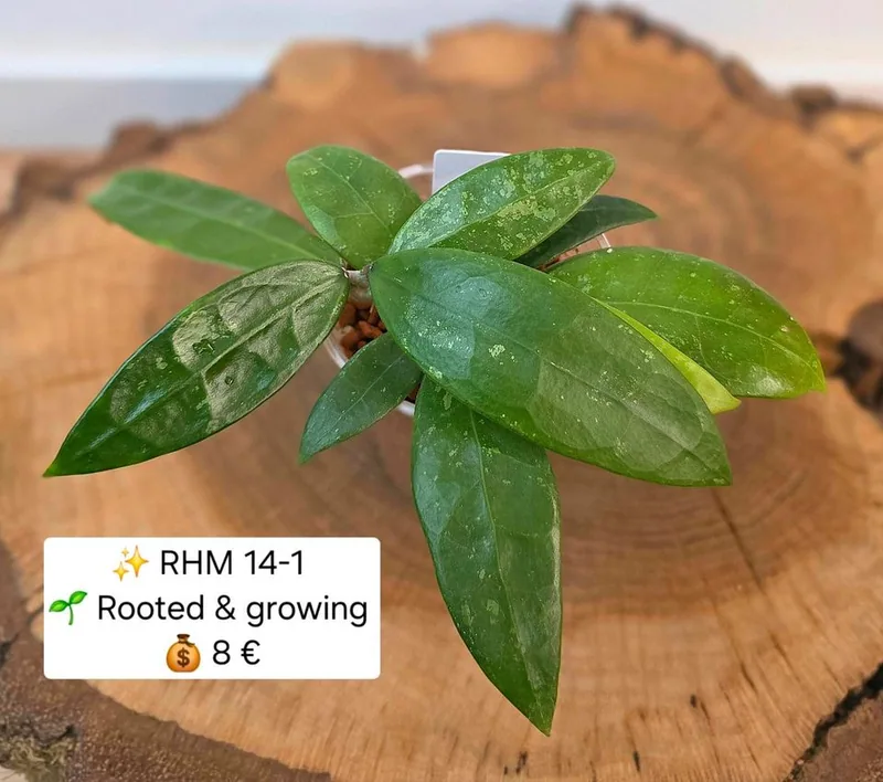Hoya RHM 14-1, Bewurzelte Pflanze