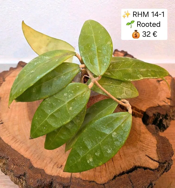 Hoya RHM 14-1, Bewurzelte Pflanze