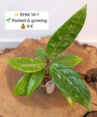 Hoya RHM 14-1, Bewurzelte Pflanze