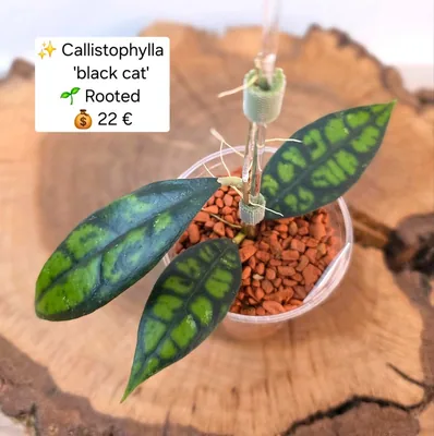 Hoya callistophylla 'Black CAT', Bewurzelte Pflanze