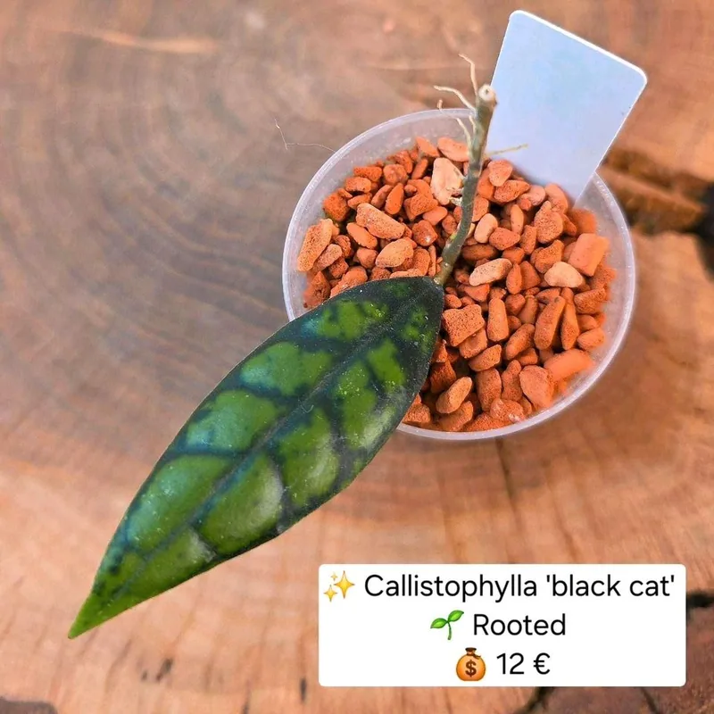 Hoya callistophylla 'Black CAT', Bewurzelte Pflanze