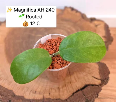 Hoya magnifica AH240, Bewurzelte Pflanze