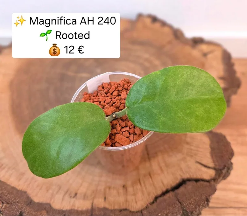 Hoya magnifica AH240, Bewurzelte Pflanze