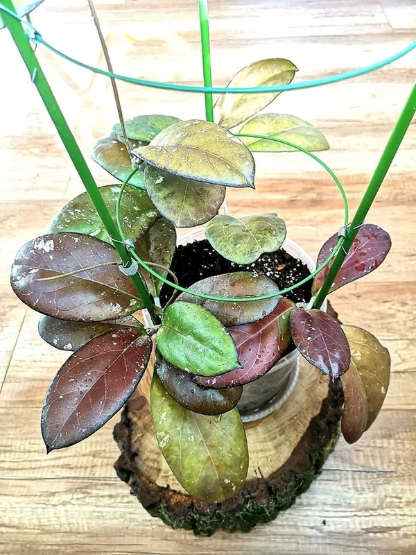 Hoya AH041 (Noelle x Vitellina), Bewurzelte Pflanze
