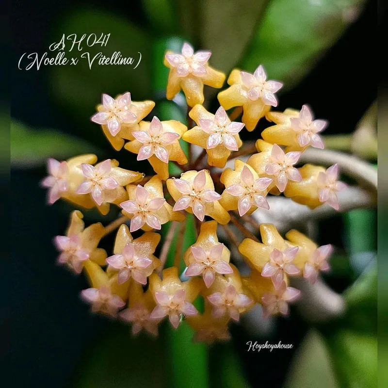Hoya AH041 (Noelle x Vitellina), Bewurzelte Pflanze