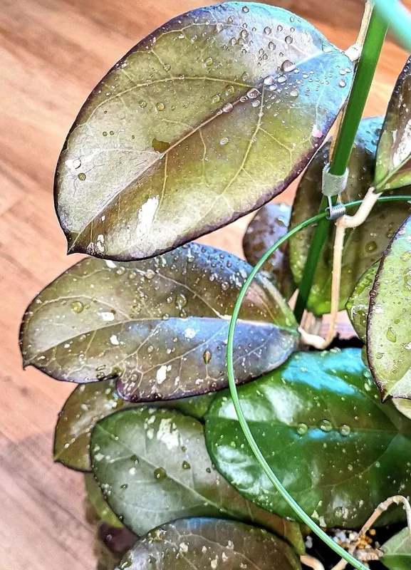 Hoya AH041 (Noelle x Vitellina), Bewurzelte Pflanze