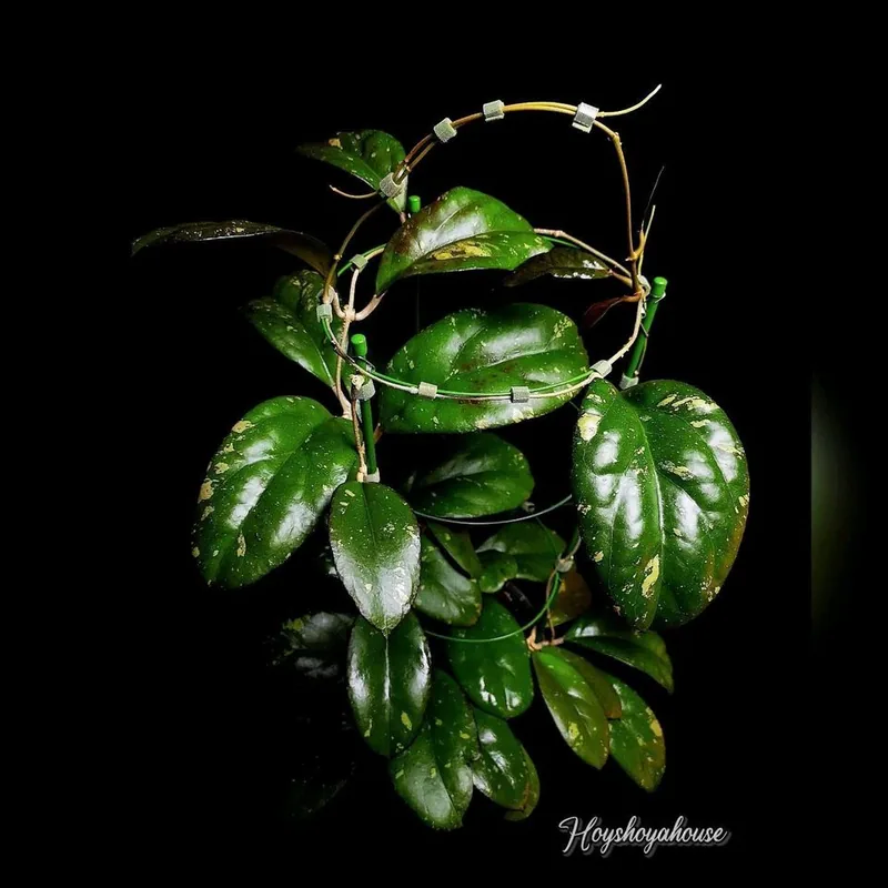 Hoya AH041 (Noelle x Vitellina), Bewurzelte Pflanze