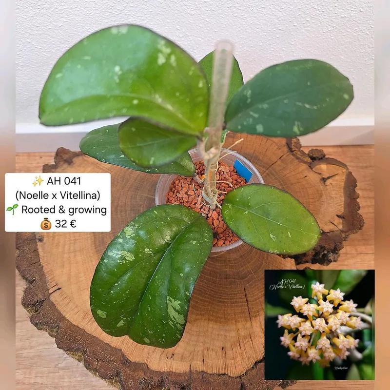 Hoya AH041 (Noelle x Vitellina), Bewurzelte Pflanze