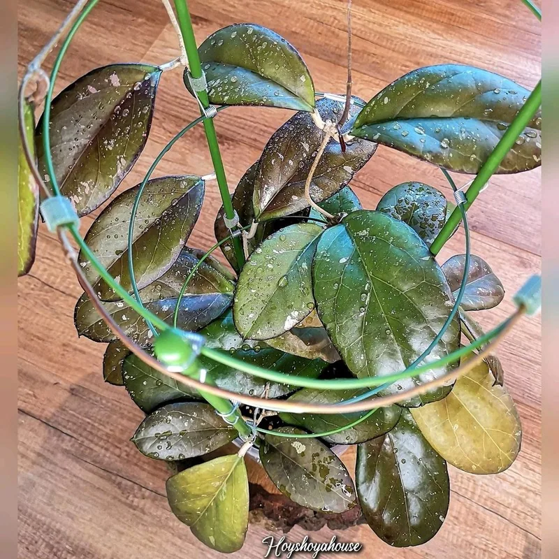 Hoya AH041 (Noelle x Vitellina), Bewurzelte Pflanze