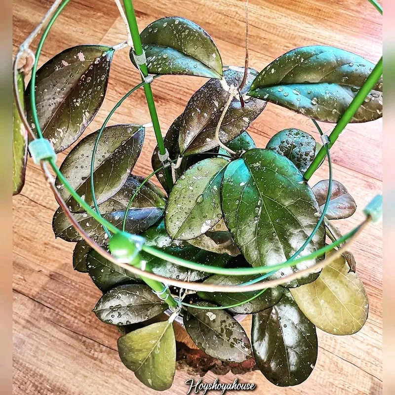 Hoya AH041 (Noelle x Vitellina), Bewurzelte Pflanze