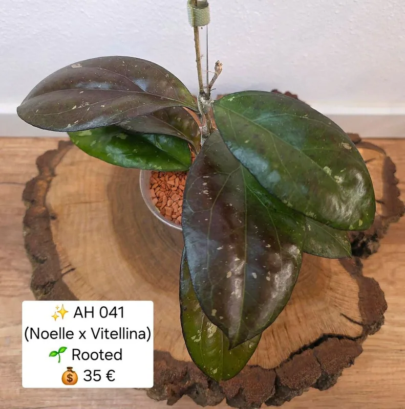 Hoya AH041 (Noelle x Vitellina), Bewurzelte Pflanze