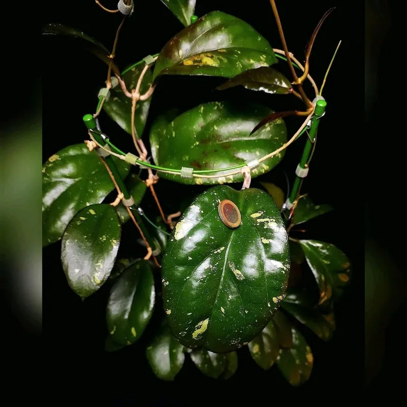 Hoya AH041 (Noelle x Vitellina), Bewurzelte Pflanze