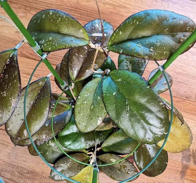 Hoya AH041 (Noelle x Vitellina), Bewurzelte Pflanze