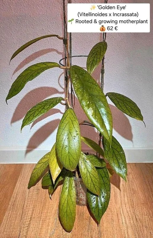 Hoya golden EYE (Vitellinoides x Incrassata), Bewurzelte Pflanze