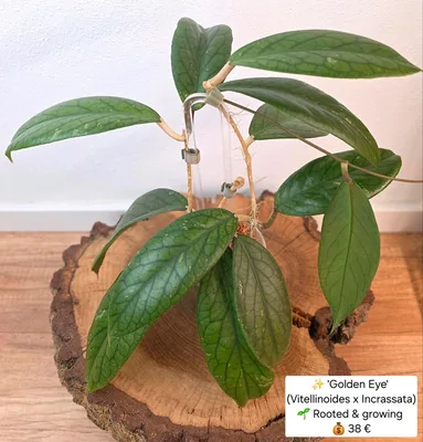 Hoya golden EYE (Vitellinoides x Incrassata), Bewurzelte Pflanze