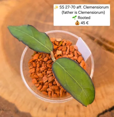 Hoya SS 27-70 aff. Clemensiorum (Vater Ist Clemensiorum), Bewurzelte Pflanze