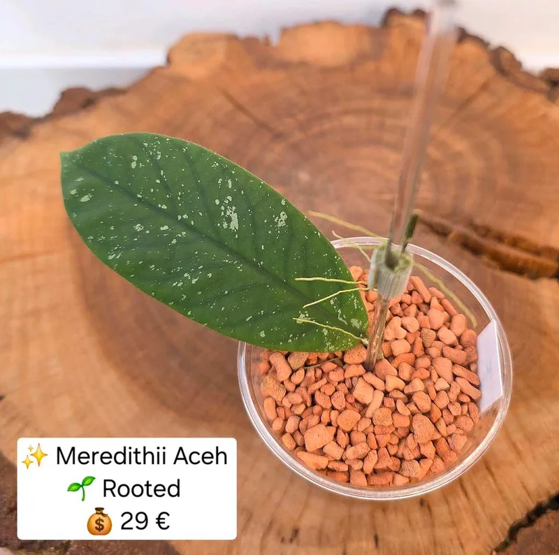 Hoya meredithii Aceh, Bewurzelte Pflanze