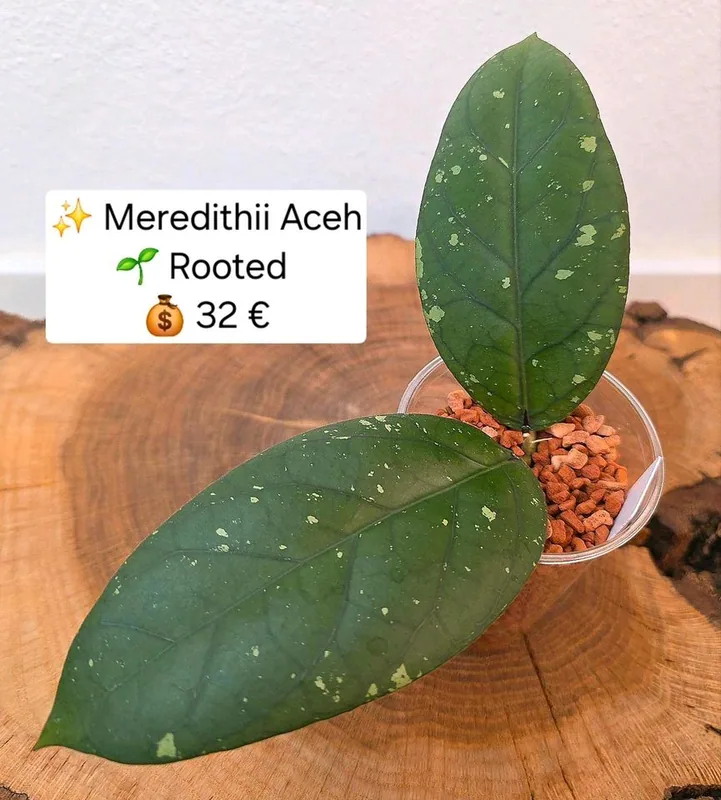 Hoya meredithii Aceh, Bewurzelte Pflanze
