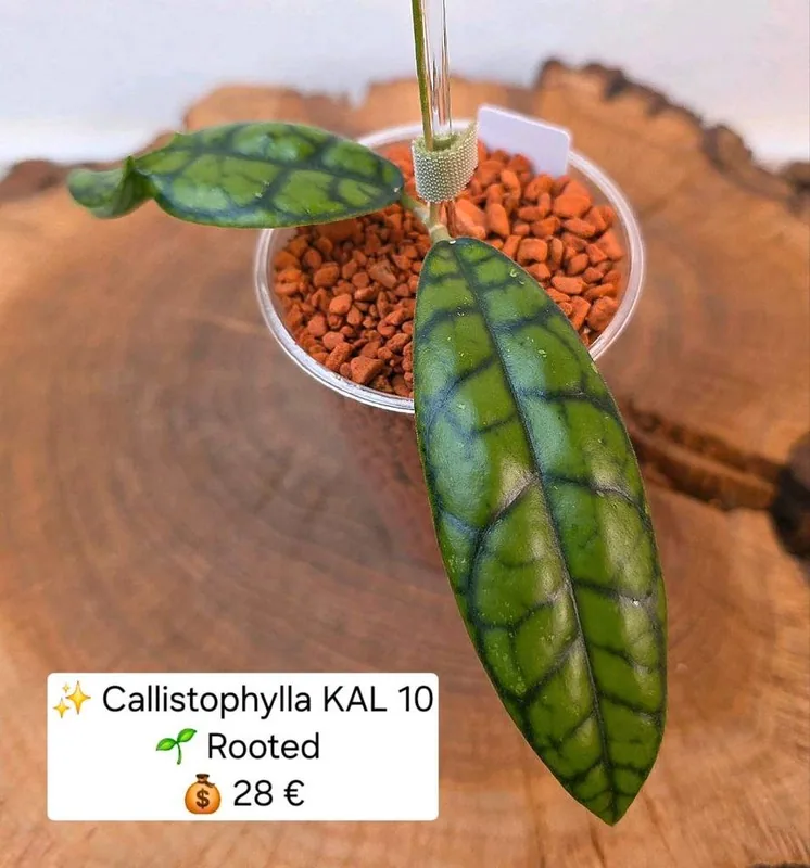 Hoya callistophylla KAL 10 (Ähnlich 'Black Cat'), Bewurzelte Pflanze