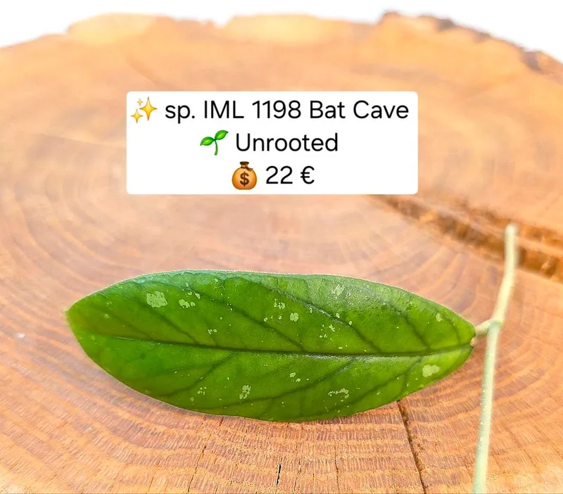 Hoya sp. IML 1198 BAT Cave, Steckling