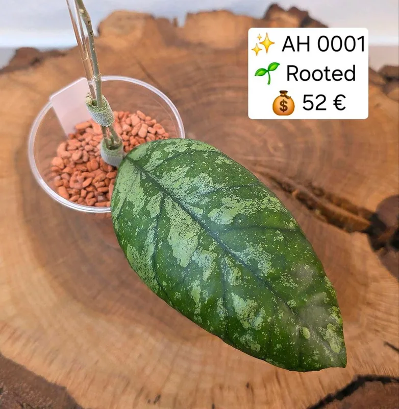 Hoya AH0001 (Splash), Bewurzelte Pflanze