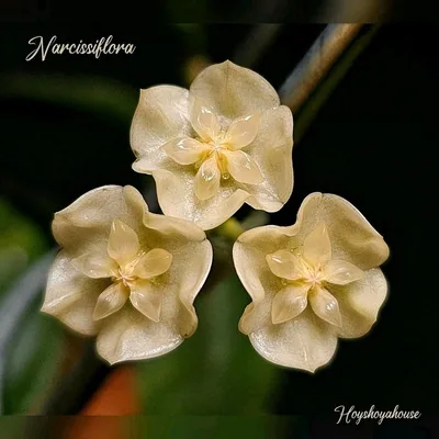 Hoya narcissiflora, Steckling