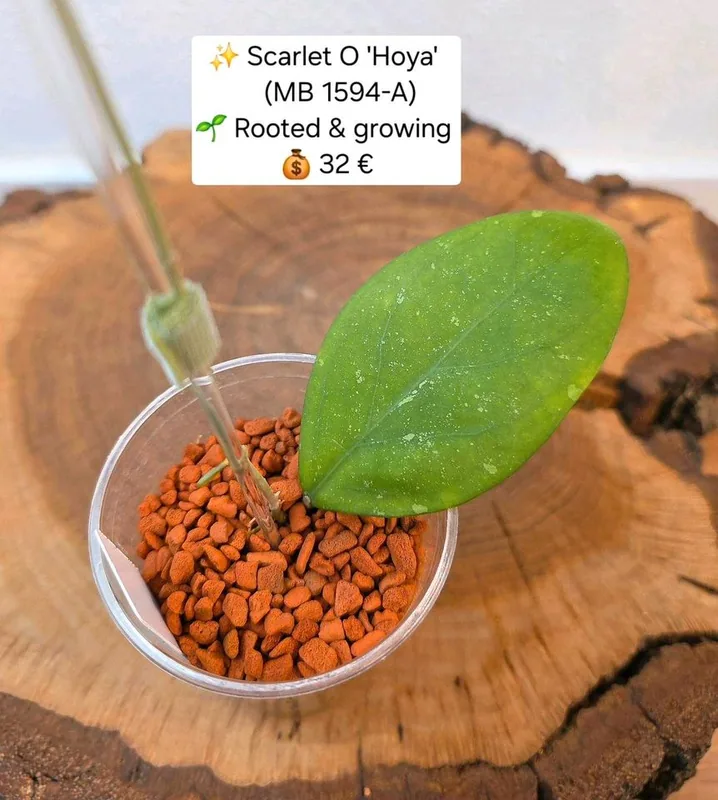 Hoya scarlet O 'Hoya' (MB1594-A), Bewurzelte Pflanze