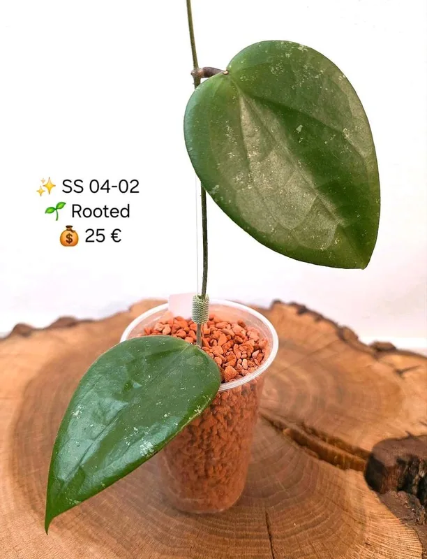 Hoya SS 04-02, Bewurzelte Pflanze