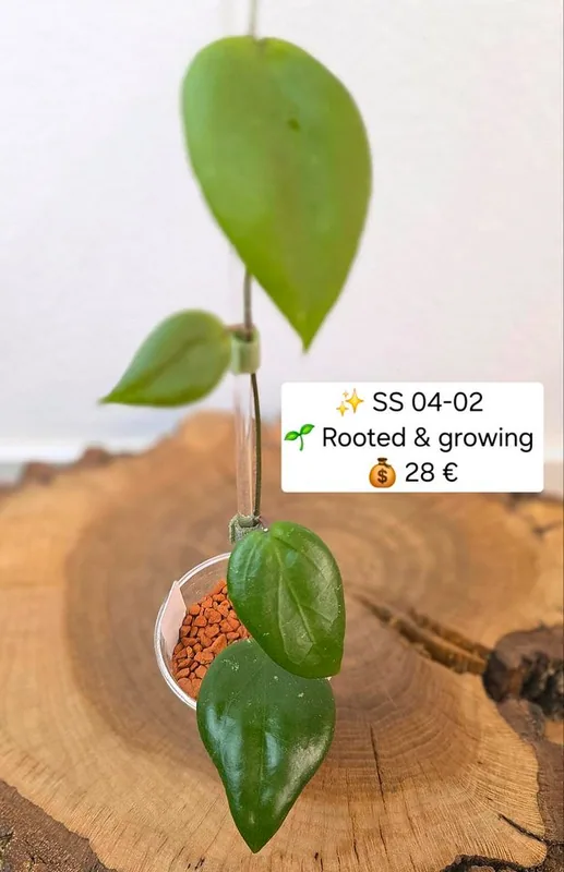 Hoya SS 04-02, Bewurzelte Pflanze