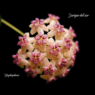 Hoya surigao DEL SUR, Bewurzelte Pflanze