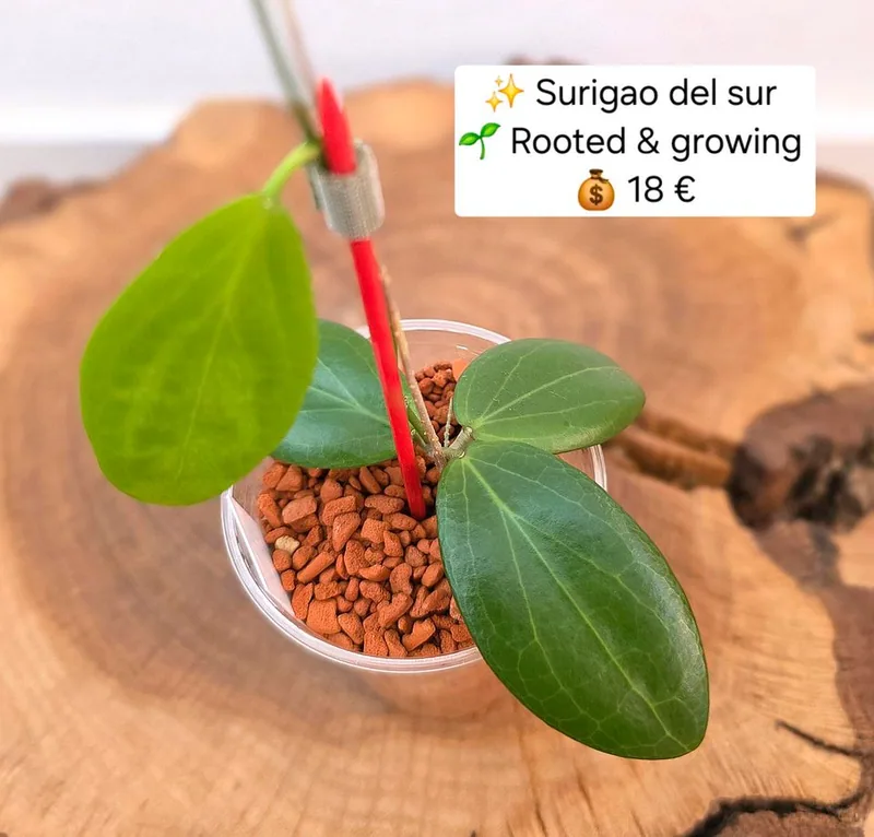 Hoya surigao DEL SUR, Bewurzelte Pflanze