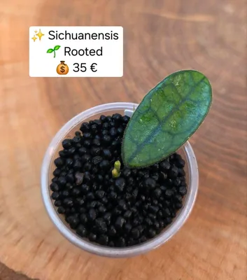 Hoya sichuanensis, Bewurzelte Pflanze
