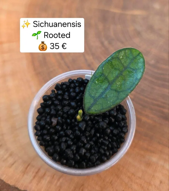 Hoya sichuanensis, Bewurzelte Pflanze
