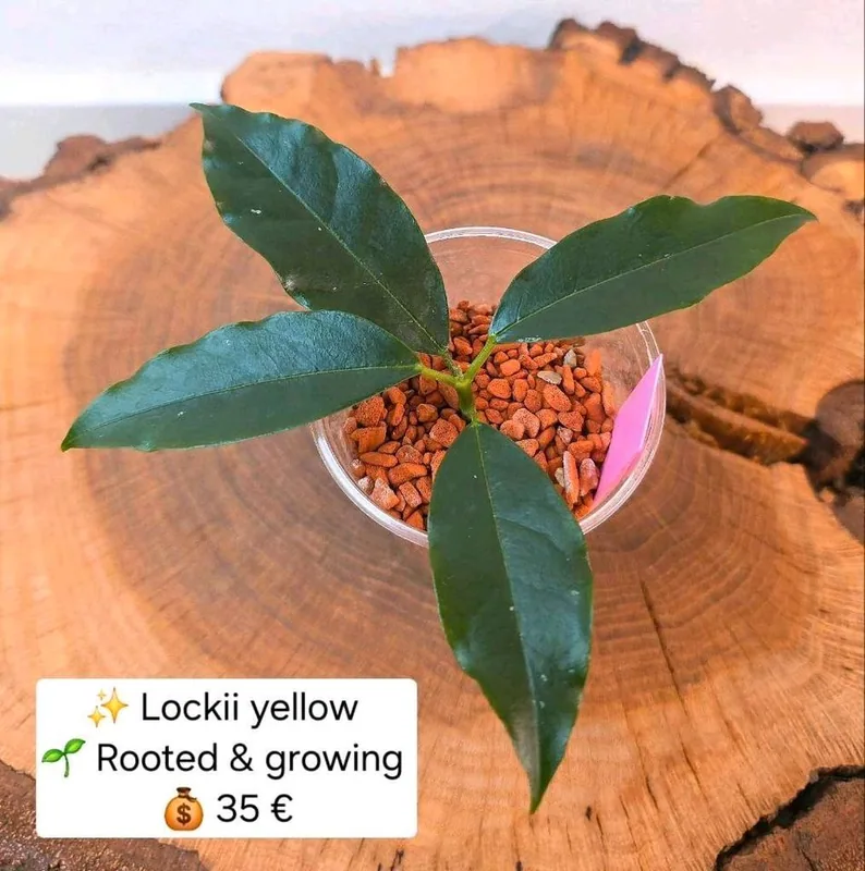 Hoya lockii Yellow, Bewurzelte Pflanze