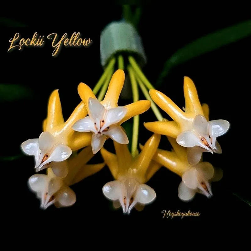 Hoya lockii Yellow, Bewurzelte Pflanze