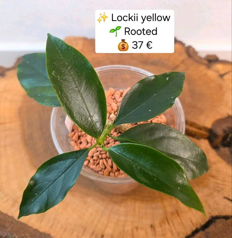 Hoya lockii Yellow, Bewurzelte Pflanze