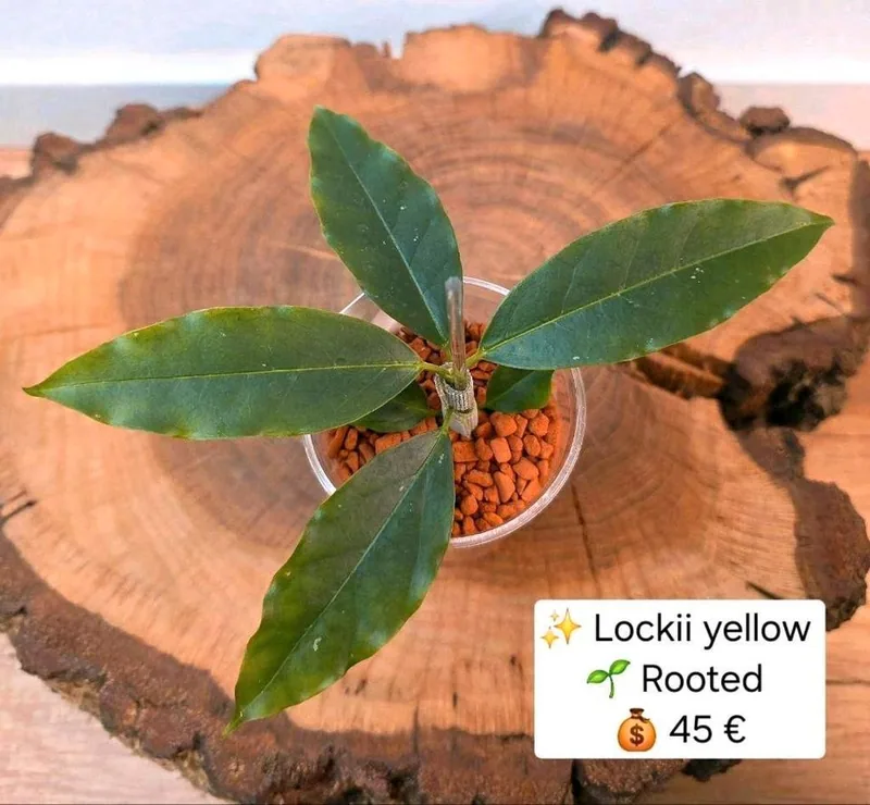Hoya lockii Yellow, Bewurzelte Pflanze