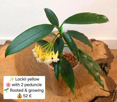 Hoya lockii Yellow, Bewurzelte Pflanze