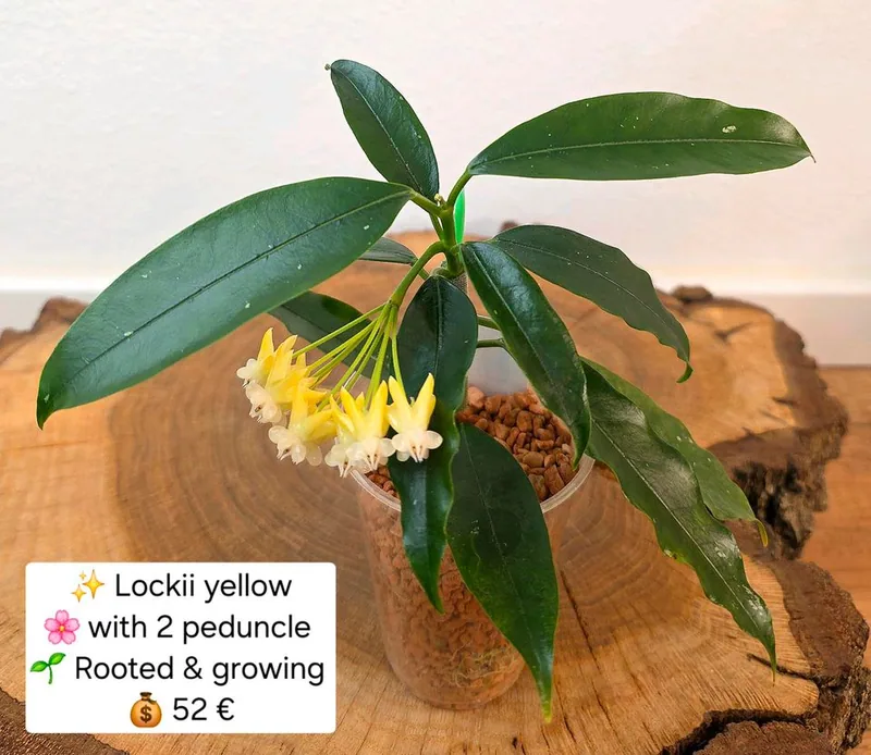 Hoya lockii Yellow, Bewurzelte Pflanze