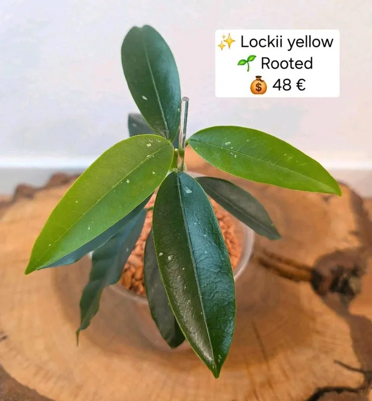Hoya lockii Yellow, Bewurzelte Pflanze