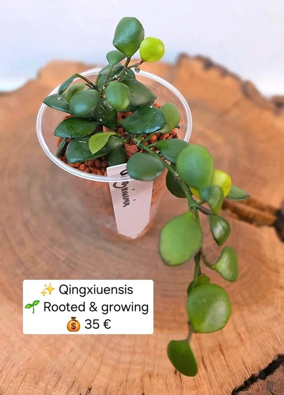 Hoya qingxiuensis, Bewurzelte Pflanze
